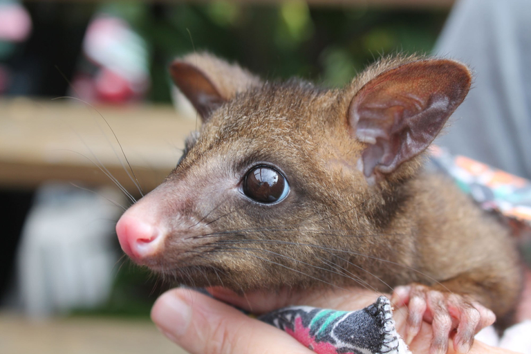 Food & Drinks, Airlie Beach Eco Cabins - Adults only, Whitsunday