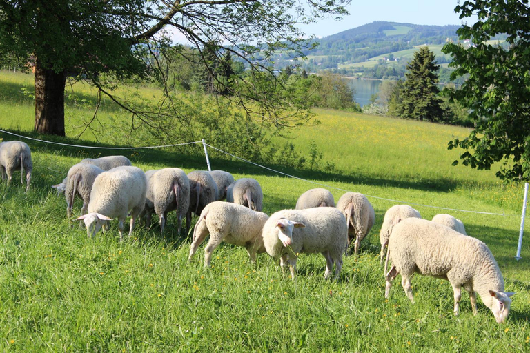 Others 4, Bauernhof Schink, Vöcklabruck