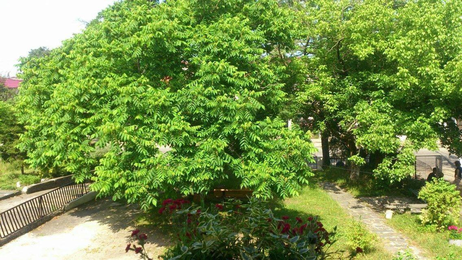 Others 5, Marinas Guesthouse, Kobuleti