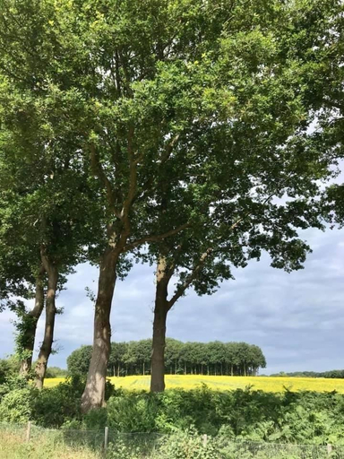 Others 2, Camping Lagewald Vakantiehuis, Groesbeek