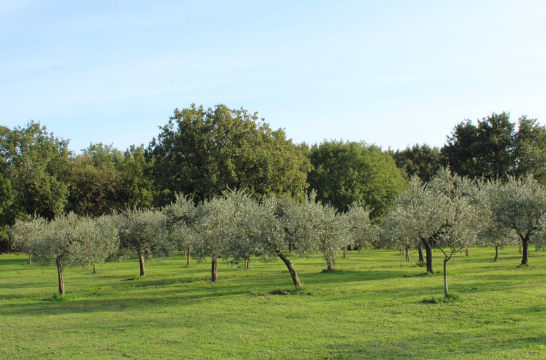 Others 5, Sibolla Holidays, Lucca