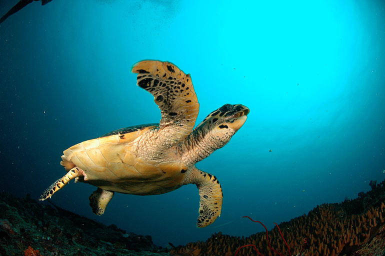 Others 2, Annama Lodge And Dive, Haa Alifu Atoll