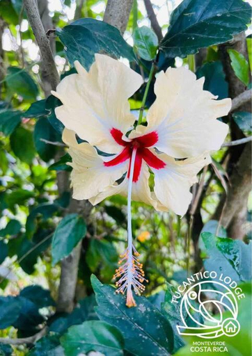 Others 5, TucanTico Lodge - Monteverde, Puntarenas
