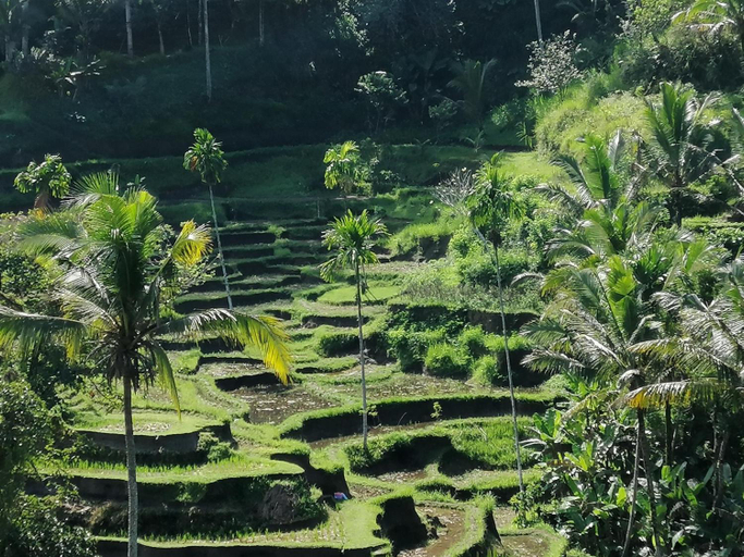 Others 4, Villa mon Reve, Gianyar
