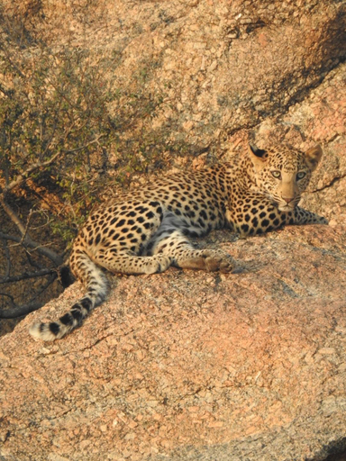 Others 3, Jawai Leopard Villa, Pali