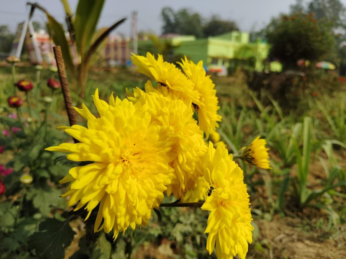 Others 5, HOTEL OLIVIA AND RESORT, Bankura