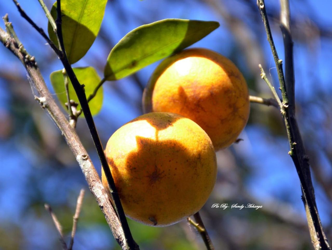 Food & Drinks 4, Orange Orchard Sittong, Darjiling