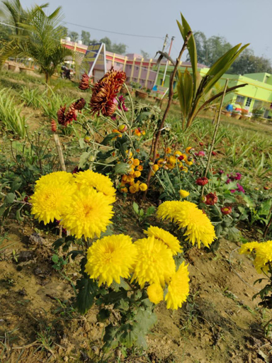 Others 2, HOTEL OLIVIA AND RESORT, Bankura