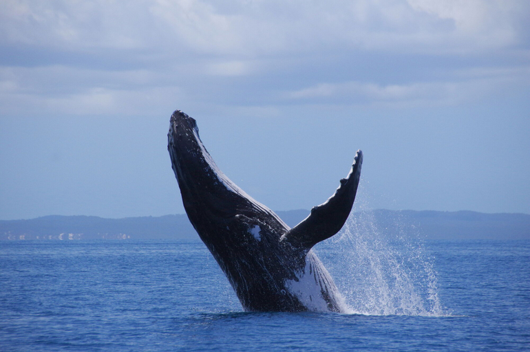 Others 4, Alexander Beachfront Apartments, Hervey Bay - Pt A