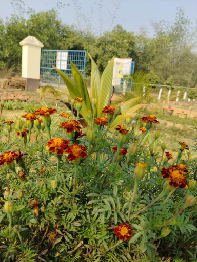 Others 4, HOTEL OLIVIA AND RESORT, Bankura