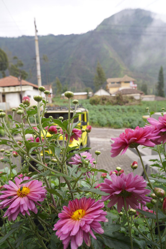 Others 4, Homestay Lereng Bromo, Probolinggo