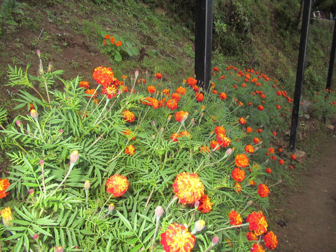 Others 1, The Great Escape Homestay, Gagar, Nainital, Nainital