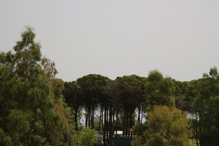 Others 5, Levante, Cosenza