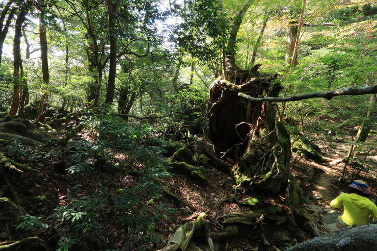 Others 3, Miyanouraso, Yakushima