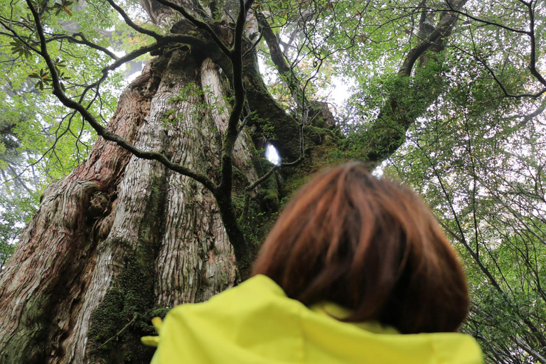 Others 5, Miyanouraso, Yakushima