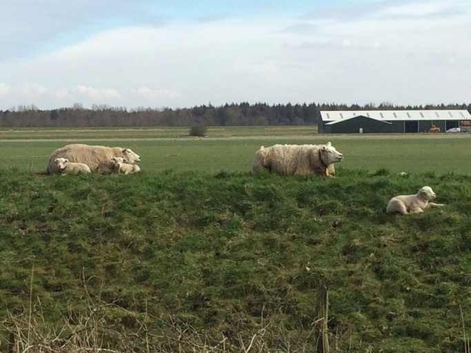 View from property 4, Cozy Chalet on a Holiday Park Near Alkmaar, Obdam