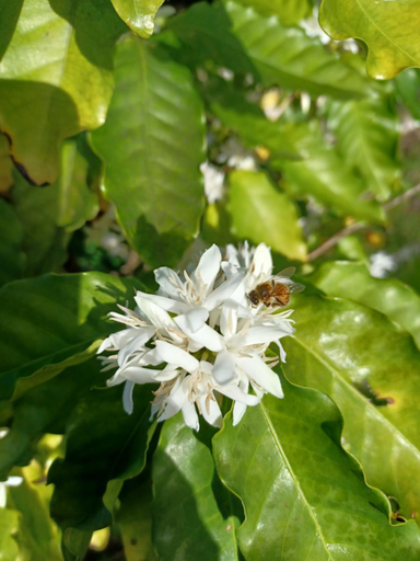 Others 4, Mango Garden Cottages