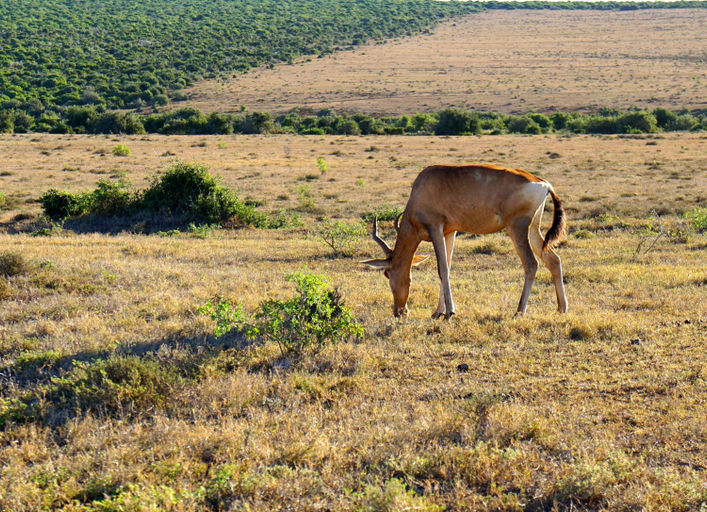 Others 5, Koedoeskop Private Mountain Reserve, Cacadu