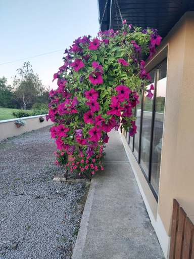 Others 4, Ard Aoibhinn Roscommon Bed & Breakfast