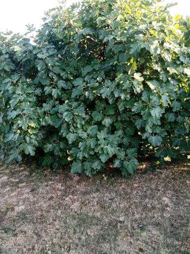 Garden, Appartamento Nerio -avander House, Trieste