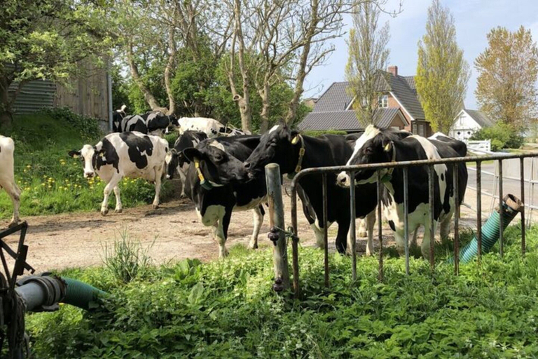 Property grounds, Holiday Apartment Hinrichsen 2, Nordfriesland