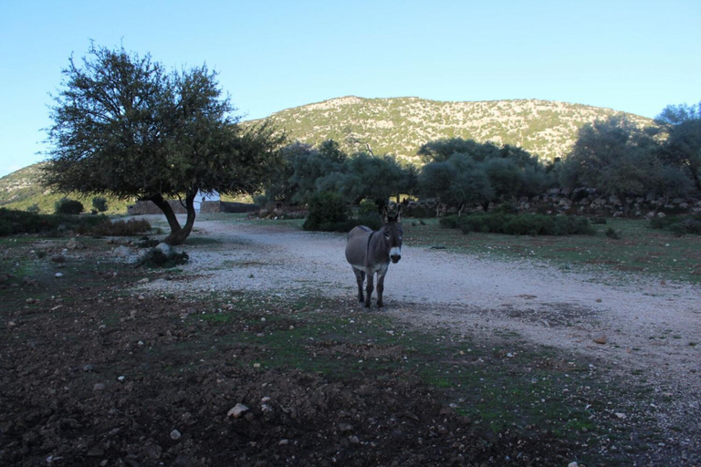 Food & Drinks, Su Campanile, Ogliastra