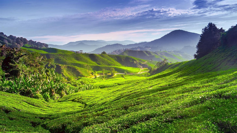 Others 3, Golden Rose Homestay Cameron Highlands, Cameron Highlands
