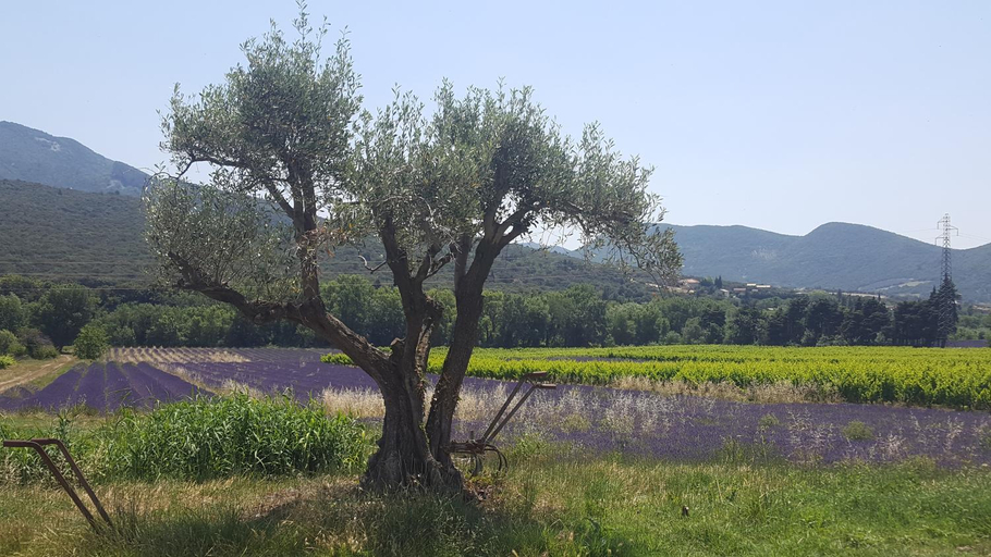 Others 5, Cottage in a castle between vineyards and lavender, Drôme