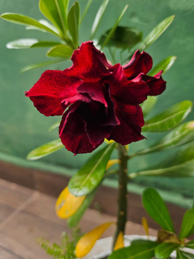 Others 4, Pousada Anayh-Bom Jardim-Nobres, Nobres