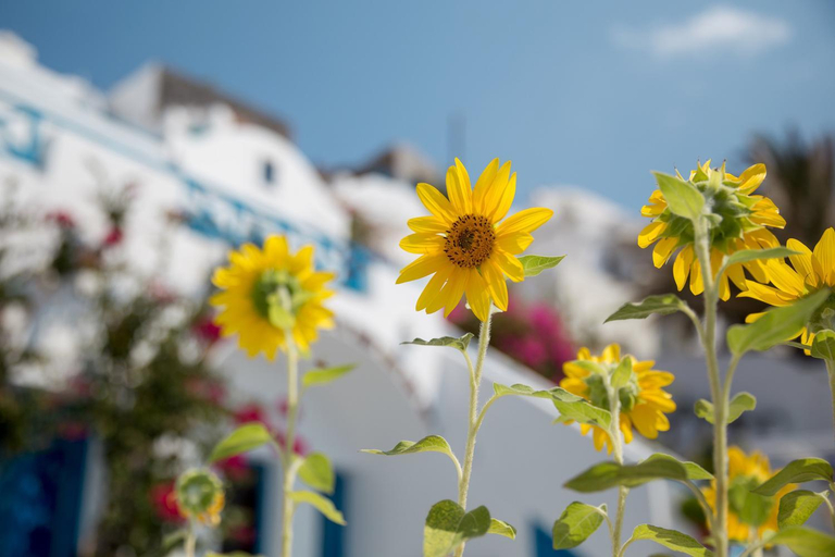 Others 5, Annio Flats, South Aegean
