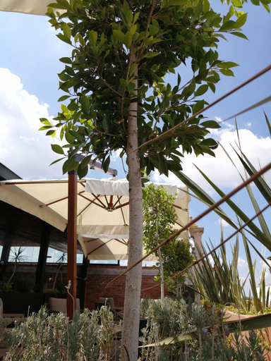 Others 4, Hotel Boutique Rayon 50, Morelia