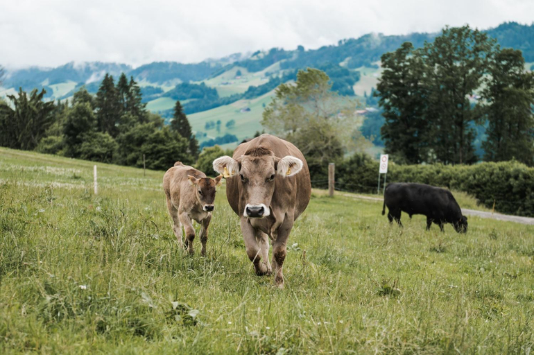 Others 3, B&B Hof Grosschreie, Entlebuch