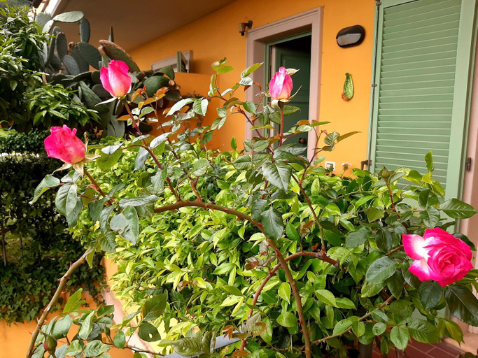 Others 4, Casa Marta, Massa Carrara