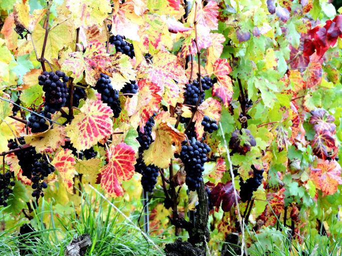 Others 5, Gite Champagne LA PARCELLE, Aisne