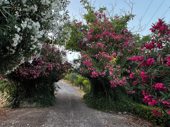 Others 5, Eagle Nest Skiathos, Thessaly