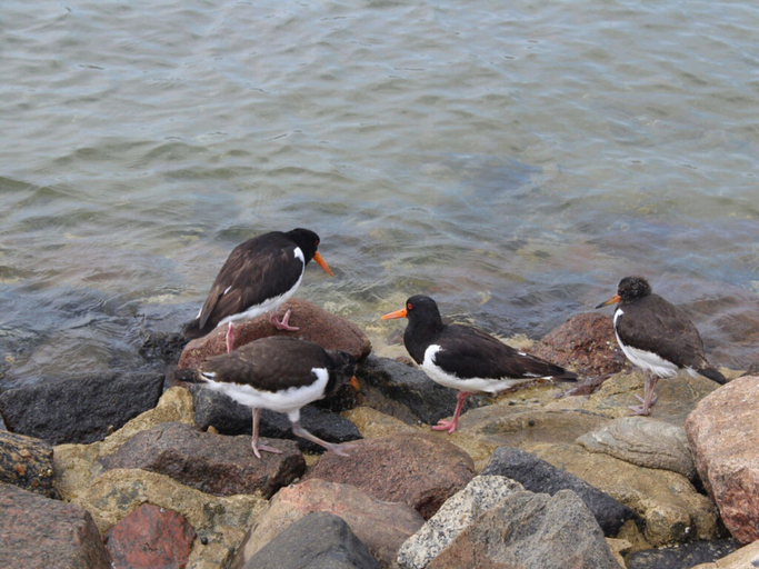 Miscellaneous, Holiday Apartment Oystercatcher, Nordfriesland