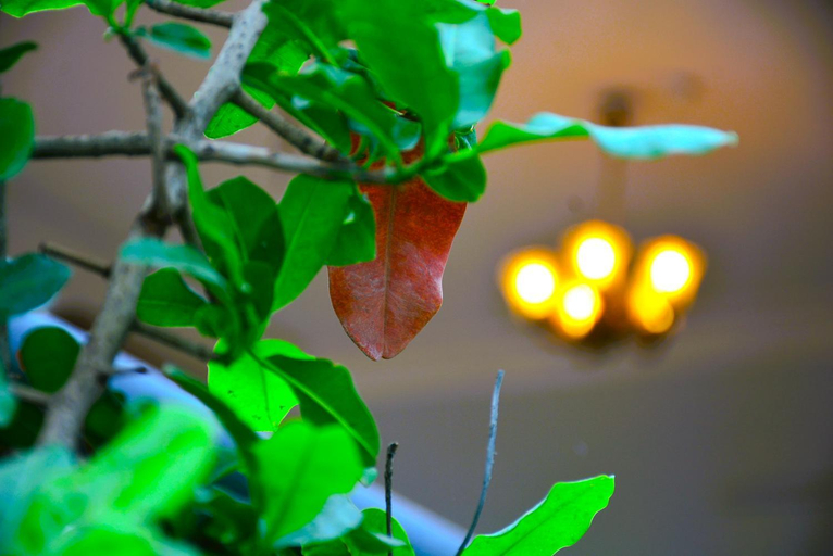 Garden 2, Yellow Homestay - Modern 2BHK AC stay, Jabalpur
