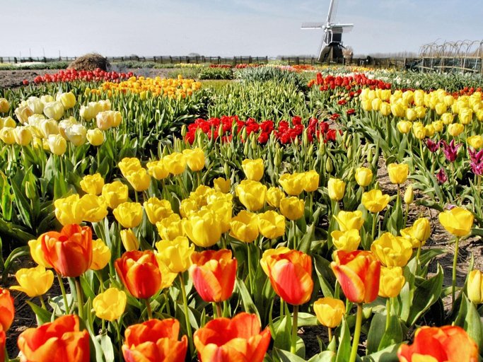 View from property 2, Detached House With Garden Near the Sea, Noordwijk
