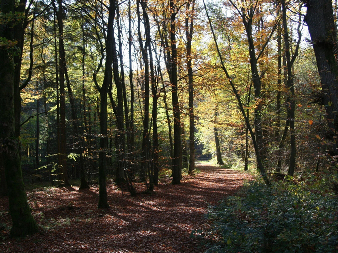 View from property 5, Bungalow in Eifel Near Mountain Trails, Vulkaneifel