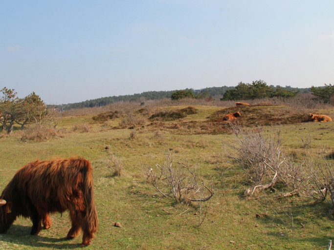 View from property 2, Special, Compound Group Accommodation, Near the Sea, Zandvoort