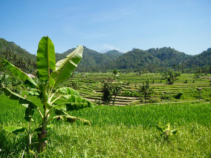 Others 4, Green Vanilla Bungalow, Karangasem