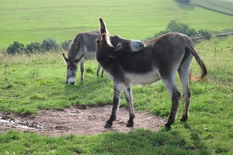 Others 4, Feriendorf Reinskopf in der Eifel, Eifelkreis Bitburg-Prüm