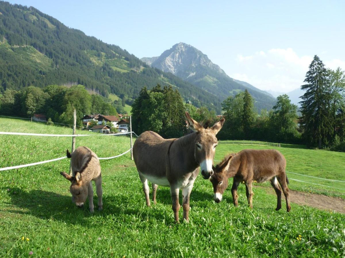 Others 3, Ferienhof Alfred Albrecht, Oberallgäu