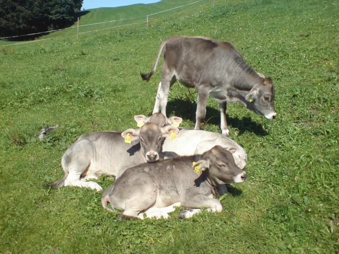 Others 4, Ferienhof Alfred Albrecht, Oberallgäu
