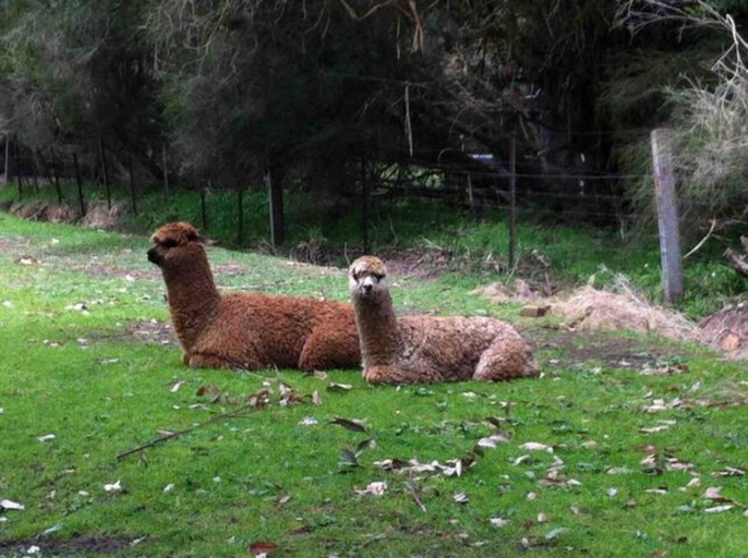 Others 3, Randell's Mill - Adelaide Hills - Romantic Loft Stays, Adelaide