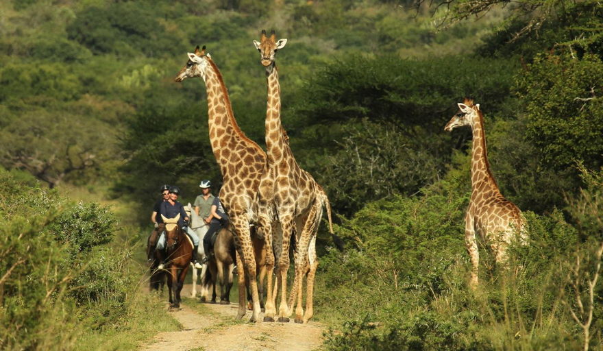 Others 5, Pakamisa Private Game Reserve, Zululand