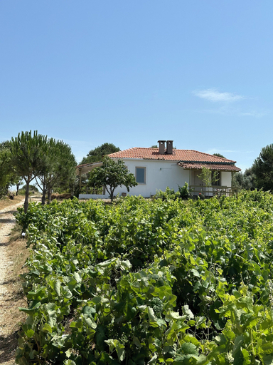 Exterior & Views 2, Denizhan Bağ Evi, Bozcaada