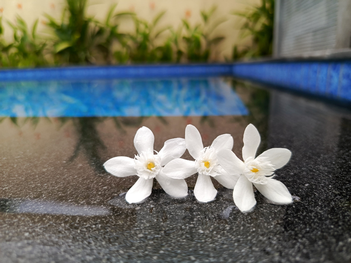 Swimming Pool 19