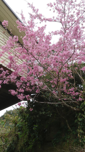 Others 4, An Yun Mountain Homestay, Chiayi County