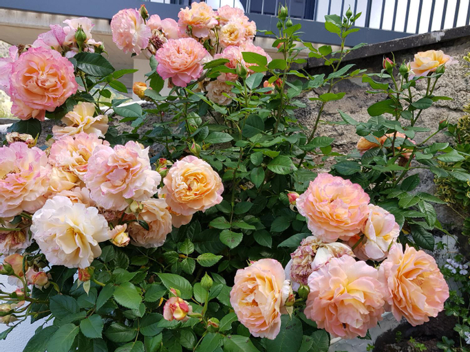 Others 5, Gartenstudio Anila, Cochem-Zell